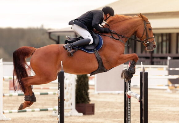 Équipement du cavalier : quels indispensables pour pratiquer l&rsquo;équitation dans de bonnes conditions ?