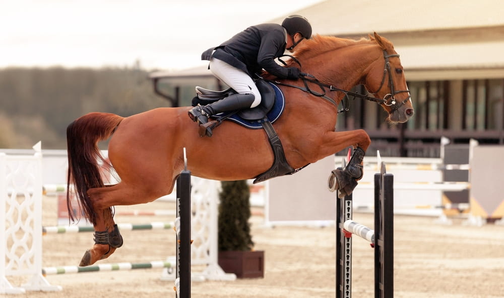 Équipement du cavalier : quels indispensables pour pratiquer l’équitation dans de bonnes conditions ?